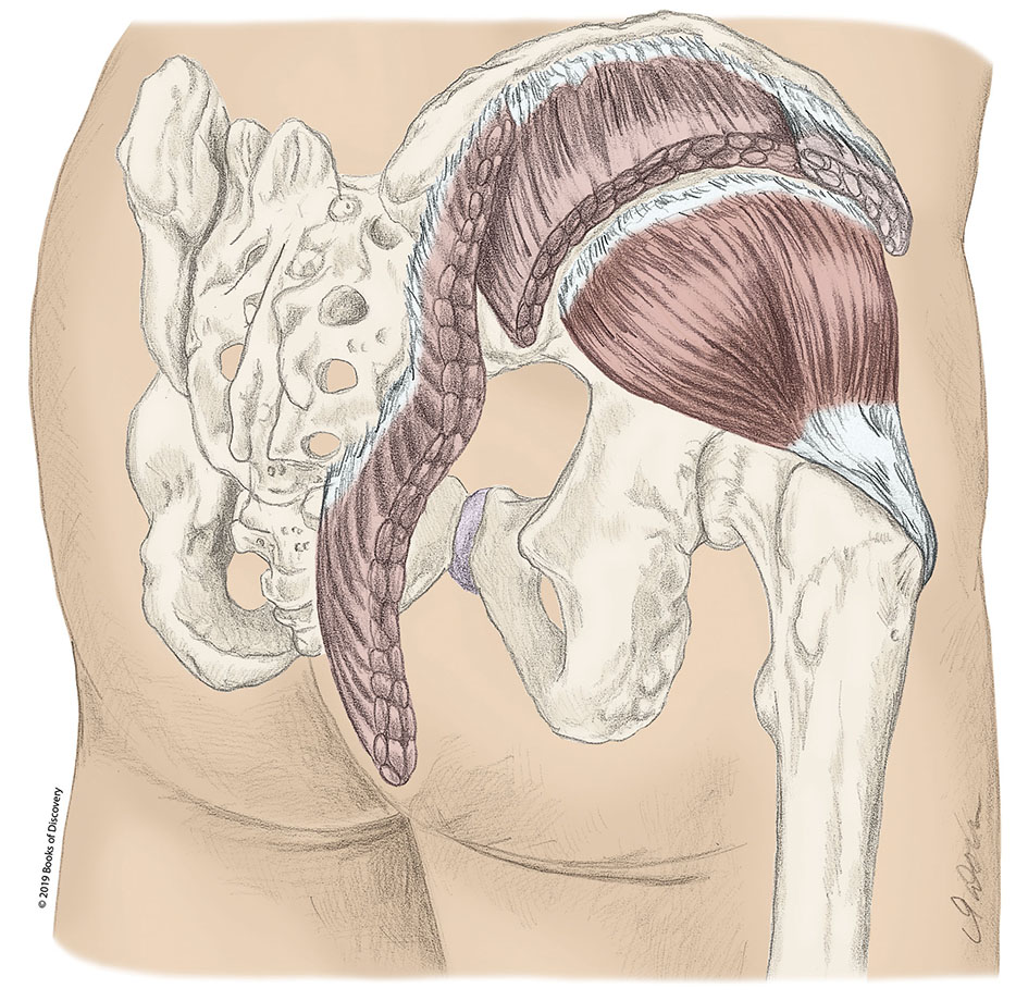 <p>gluteus minimus actions</p>