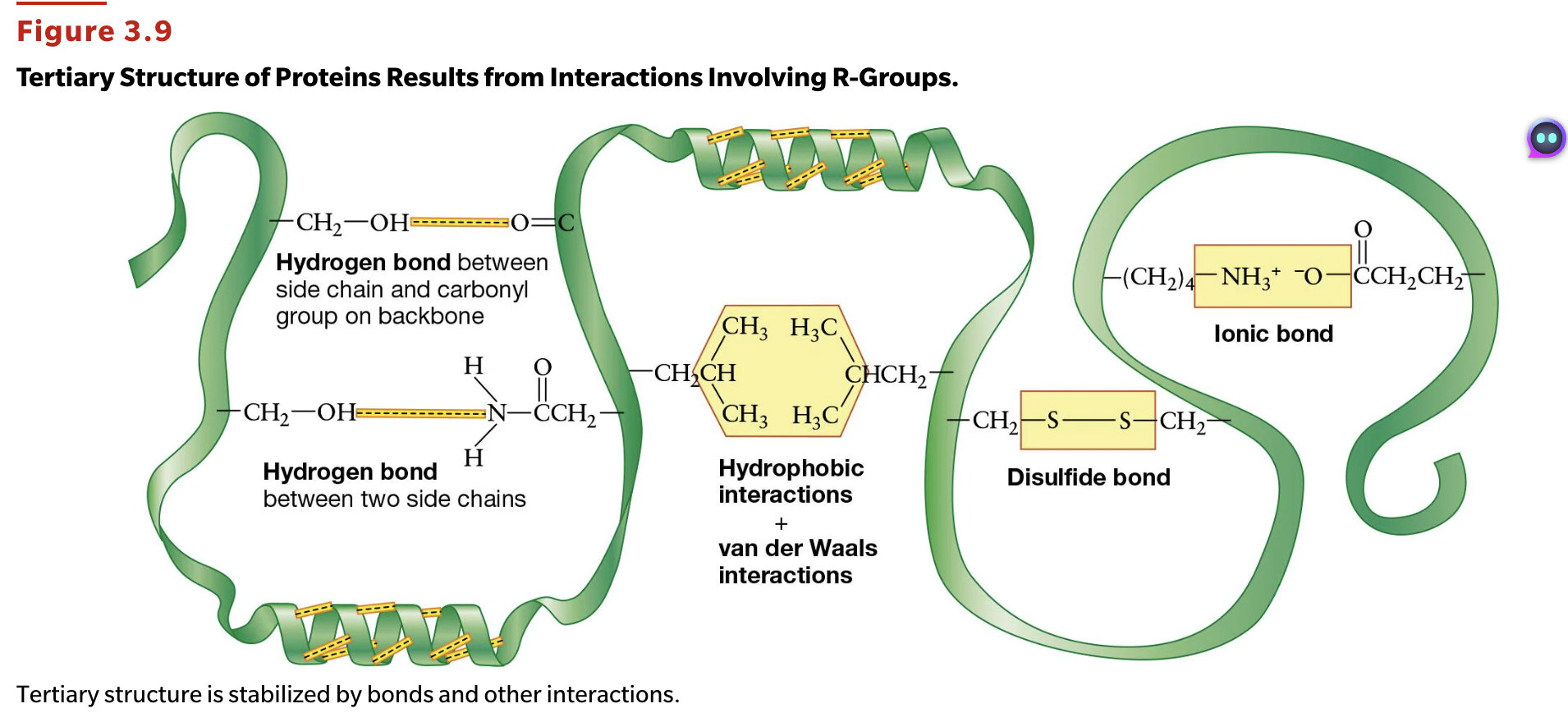 <p>The tertiary structure is characterized by its three-dimensional shape, which happens from the interactions between the R-groups OR between the R-groups and their backbone. There are five important interactions that build to this 3D shape:</p><ul><li><p>hydrogen bonding - between the polar side chains and/or the backbone.</p></li><li><p>hydrophobic interactions - between water molecules interacting with the hydrophilic polar side of a polypeptide, forcing the hydrophobic ends to group together</p></li><li><p>Van der Waal interactions - when nonpolar chains are close to one another, they can bring each other together for a temporary amount of time</p></li><li><p>covalent bonding between the side chains of <strong>TWO CYSTEINES</strong> via disulfide bonds. This is a VERY strong linkage that gives to shape</p></li><li><p>Ionic bonding betwen groups tha thave full and opposite charges, like the ionized acidic and basic chains<br></p></li></ul><p></p>