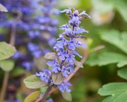 <p>Bugleweed</p>