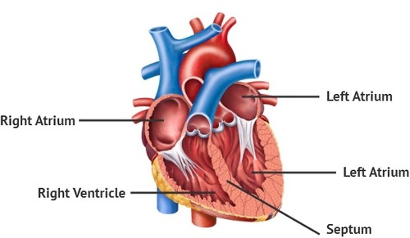 <p>-Four chambers: right atrium, left atrium, right ventricle, and left ventricle.</p><p>-Septum: separates the left and right chambers</p>