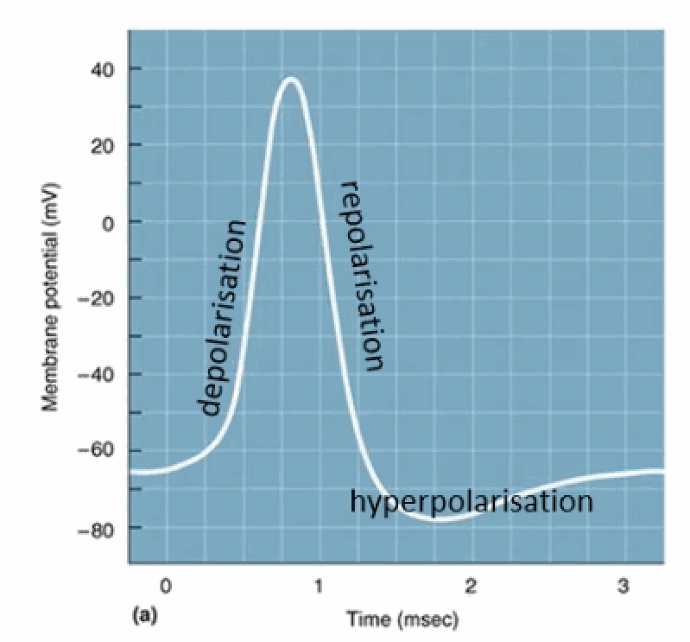 <p>Depolarisation (the membrane becomes less polarised, rising toward or above 0 mV); repolarisation (the membrane potential becomes more negative again); and hyperpolarisation (it typically overshoots past the normal resting potential before returning to baseline).</p>