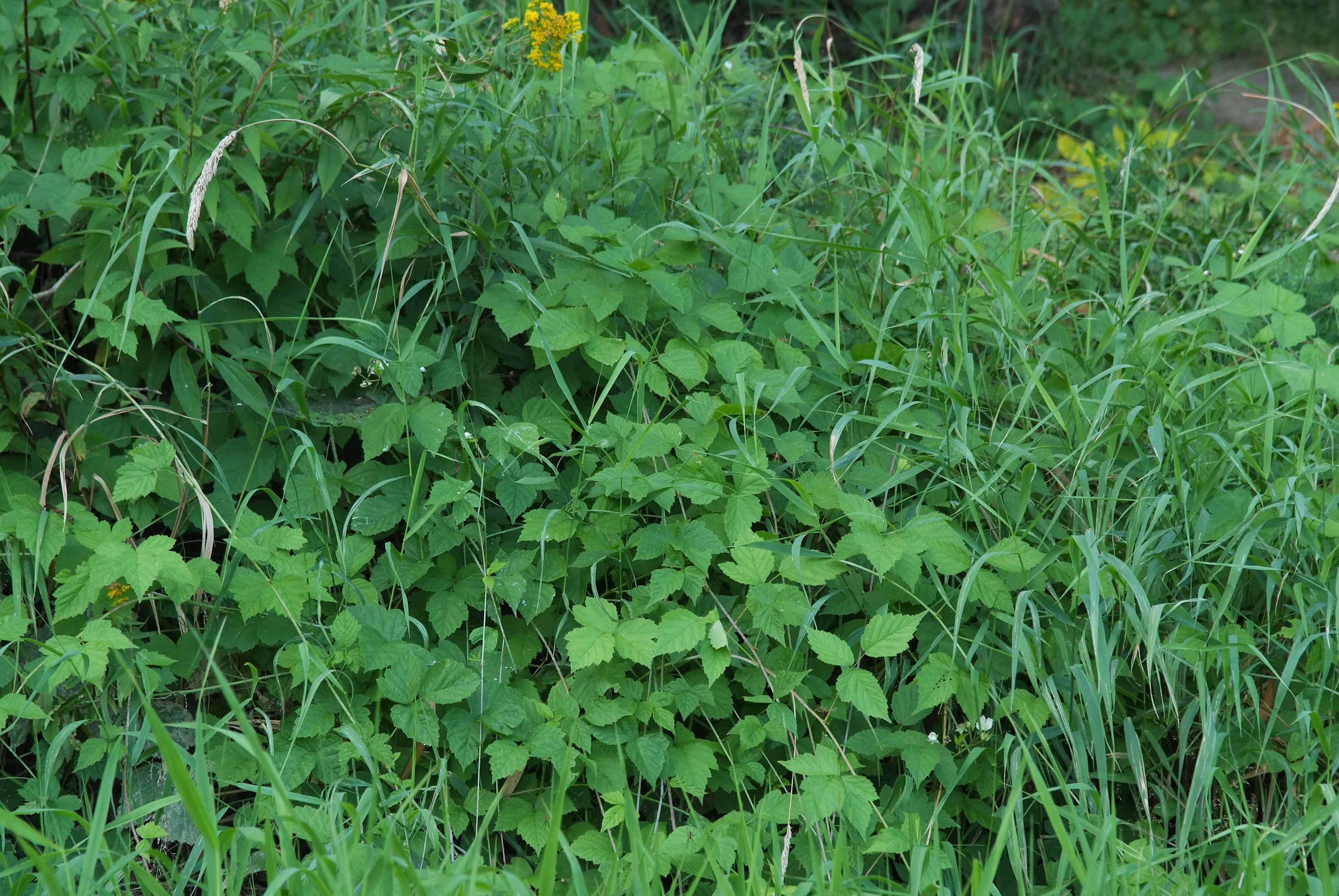 <p>Klasa <strong>EPILOBIETEA ANGUSTIFOLII</strong></p>