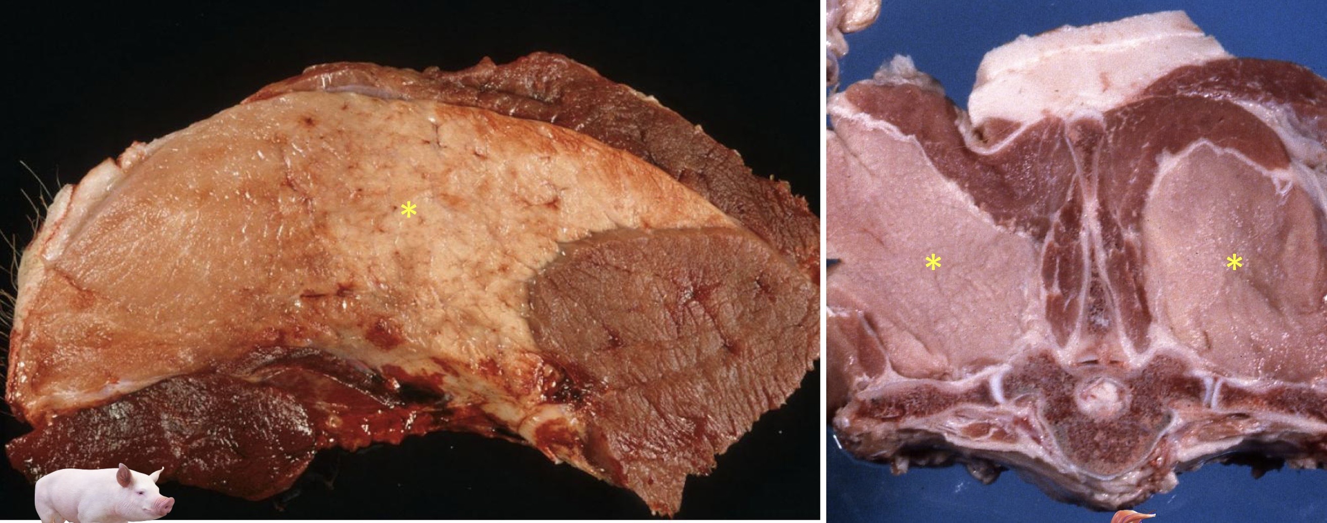<p>Patogenia </p>