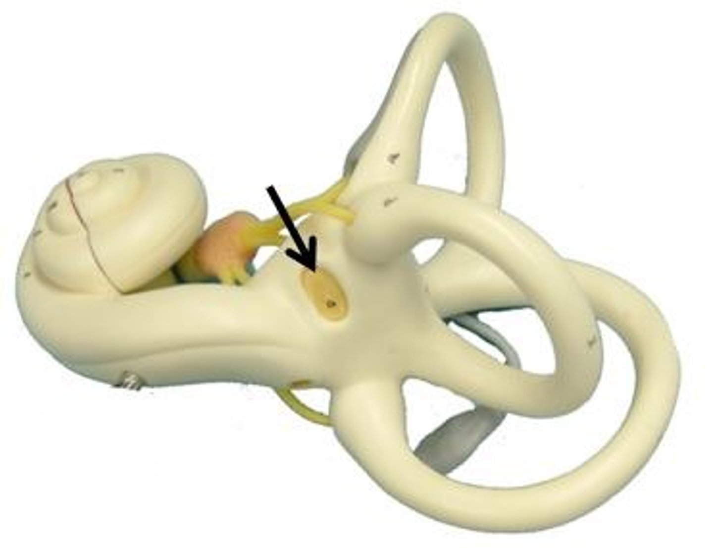 <p>Identify this structure.</p>