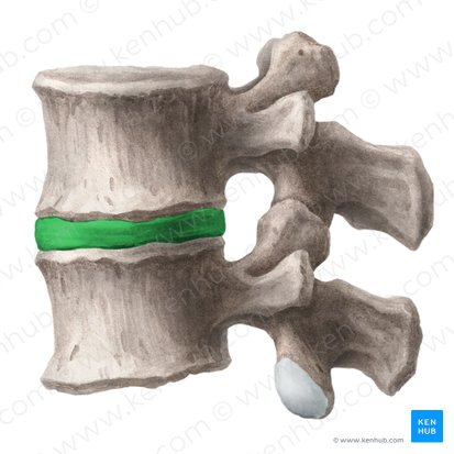 <p>What Joint?</p>
