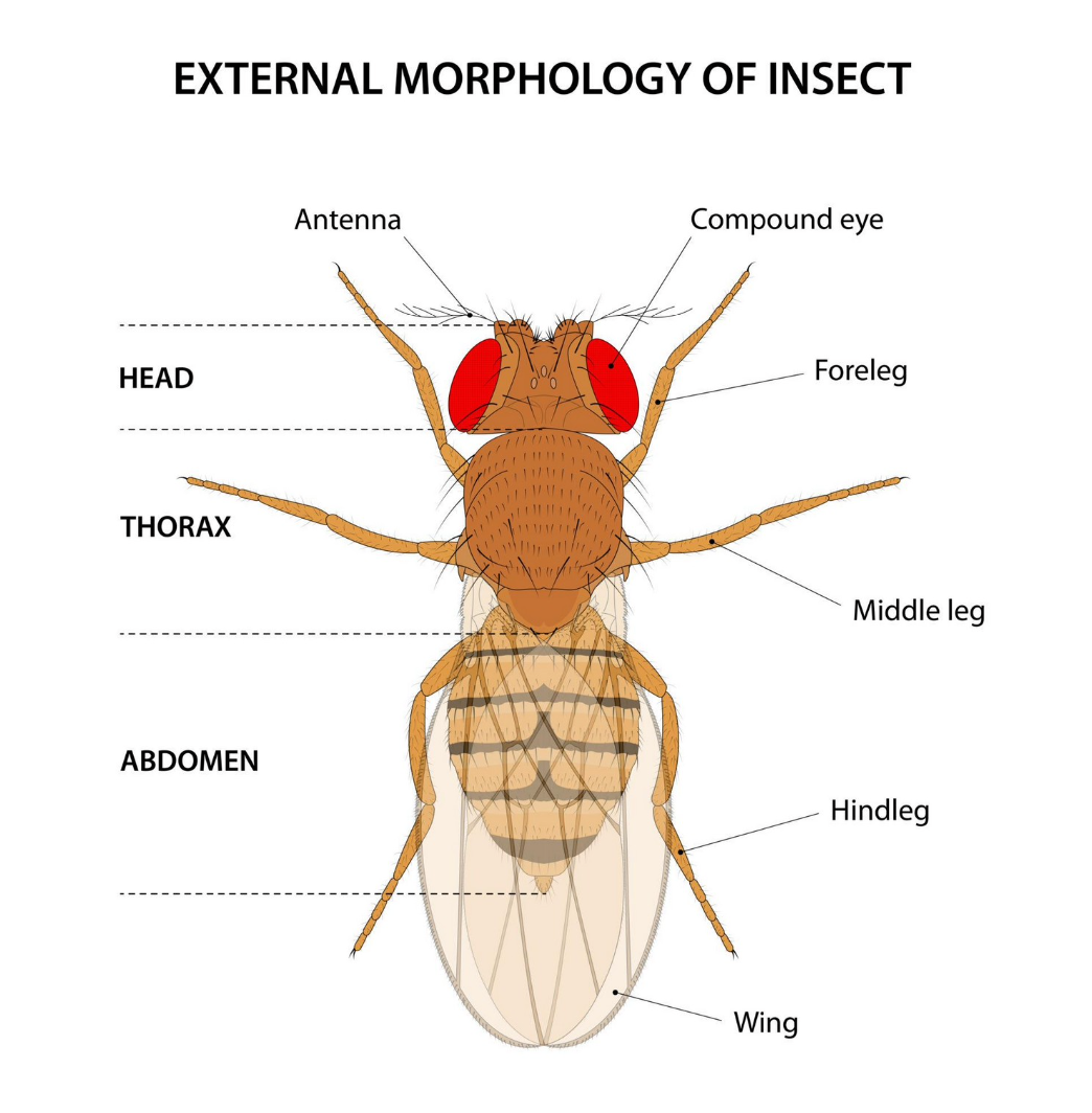 <p>Cabeça, tórax, abdômen, três pares de patas, um par de antenas, geralmente alados (1 ou 2 pares de asas) e exoesqueleto quitinoso. </p>