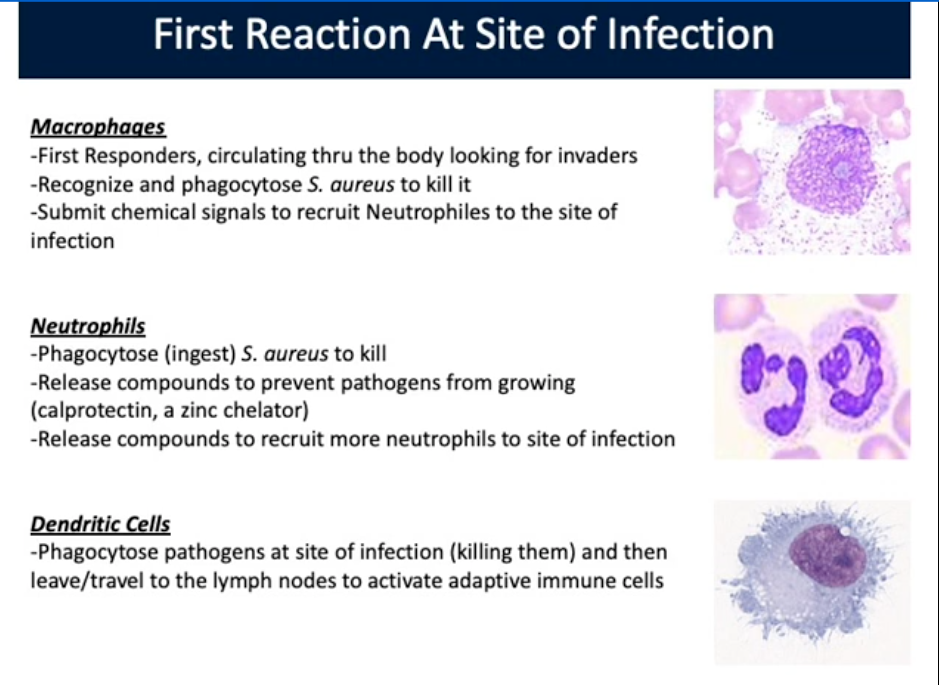 <p>Dendritic Cells (First Reaction at Site of Infection)</p>