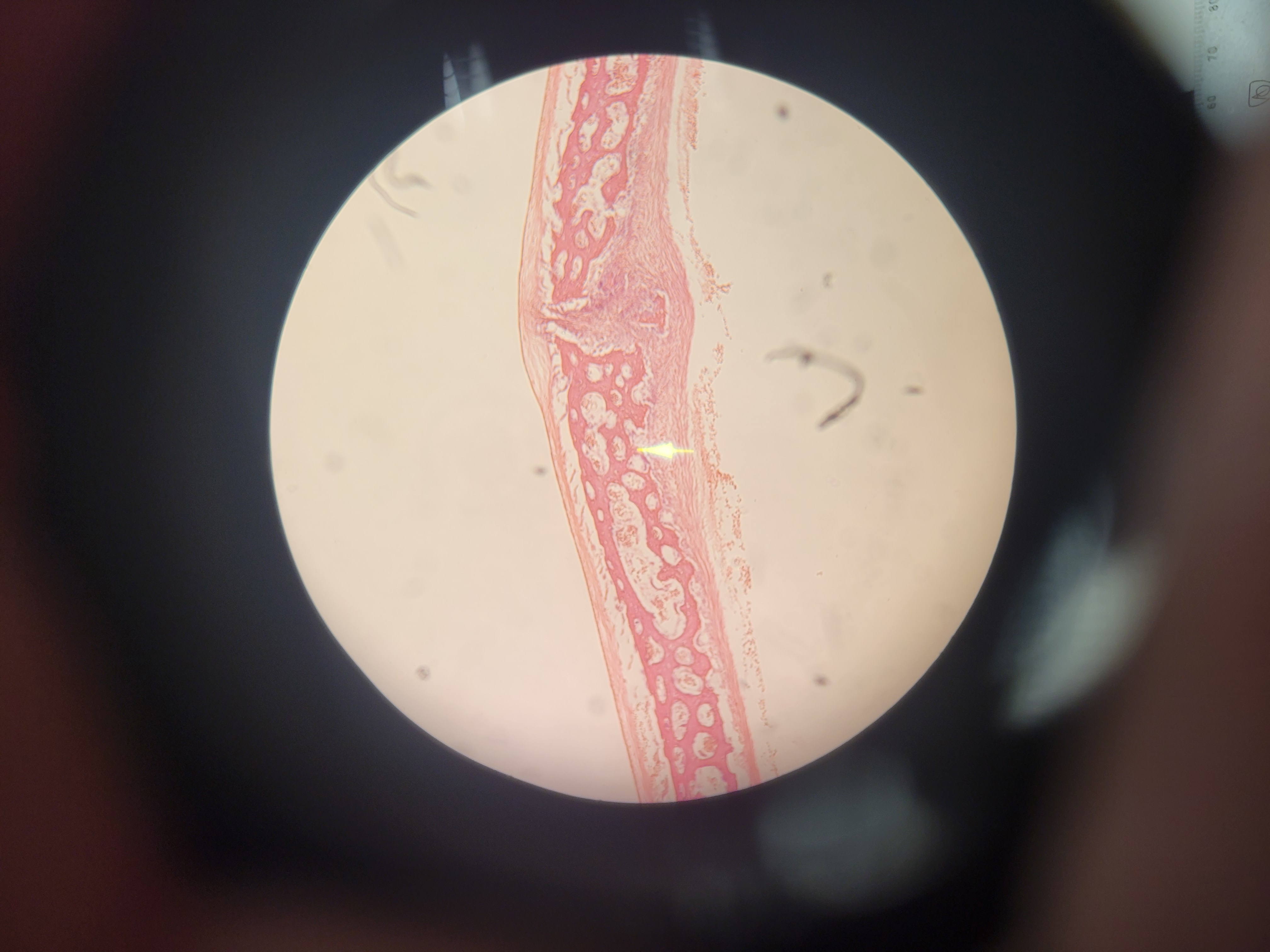 <p>What is shown? </p>