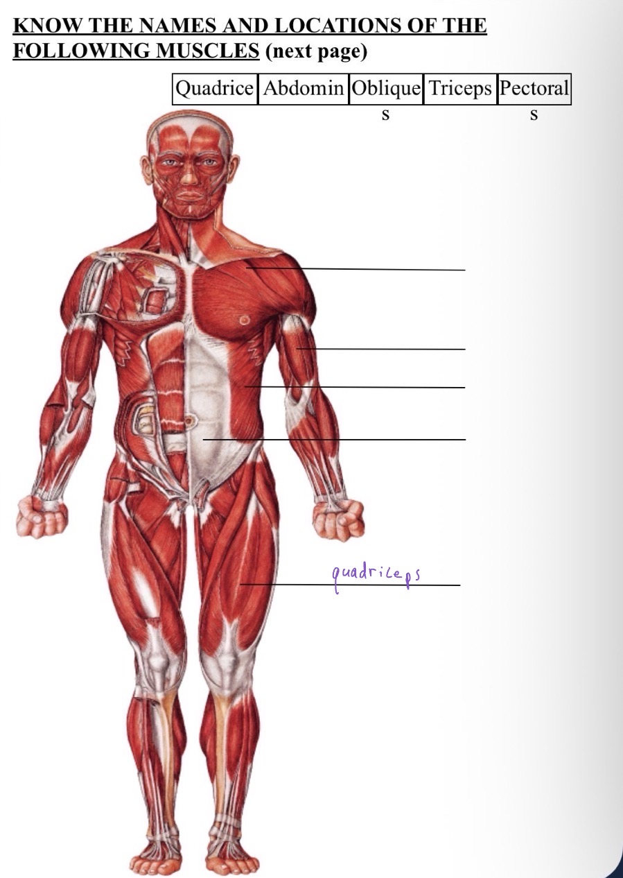 knowt flashcard image