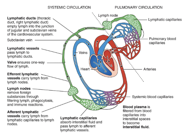 <p>interstitial fluid → lymph capillaries → lymph vessels → lymph trunks → lymph ducts → subclavian veins</p>