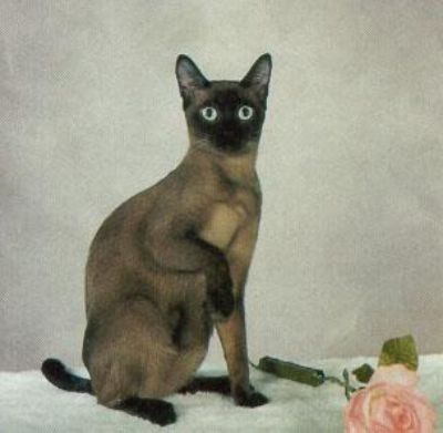 <p>Medium coat, Blue eyes, Less lanky, smaller ears</p>