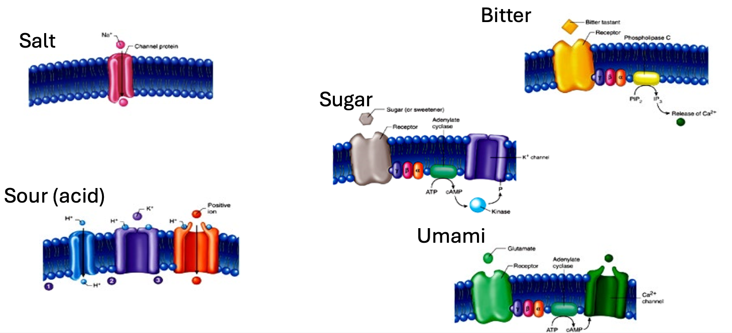 <p>Chemicals enter cells through channels</p><ul><li><p>Sodium can diffuse straght into the receptors through channels</p></li></ul><ul><li><p>Bigger chemicals need recetors to bind to and act through a secondary messenger system</p></li></ul><p></p>