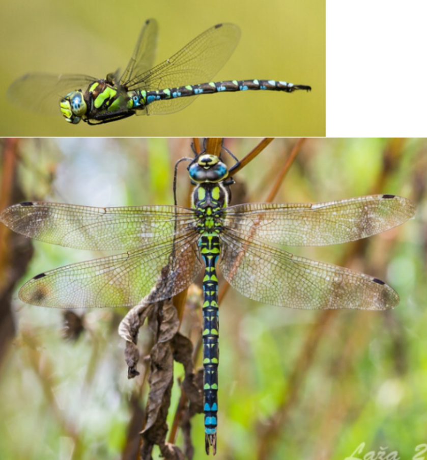 <p>ŘÁD- česky, latinsky</p><p>Podřád- česky, latinsky</p><p>Infrařád- /</p><p>Čeleď- /</p><p>Rod- /</p><p>Druh- česky</p>