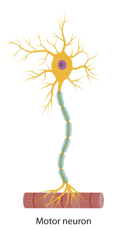 <p>Motor neurons</p>