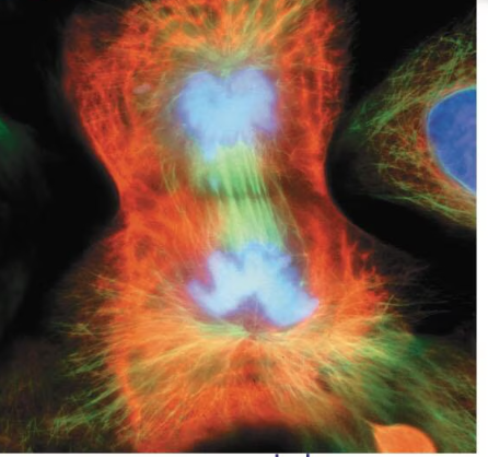 <p>Nuclear envelope reforms, and chromosomes de-condense</p>