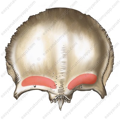 <p>Eyebrow Arches</p>