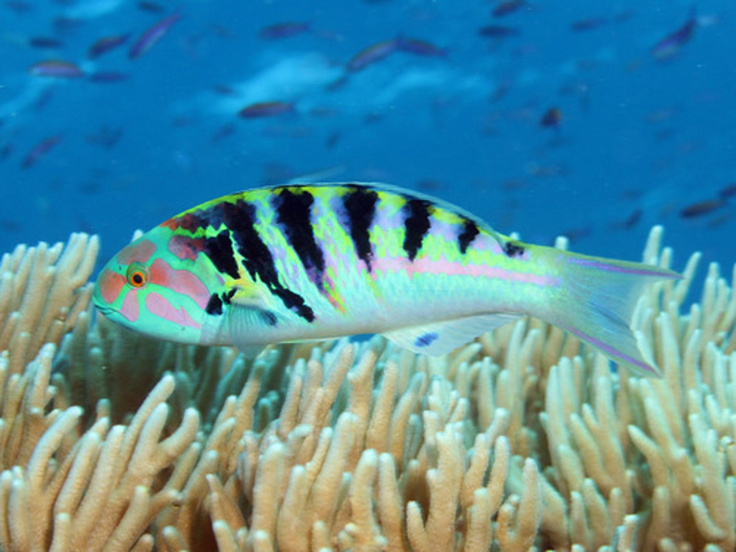 <p>Thalassoma hardwicke</p>