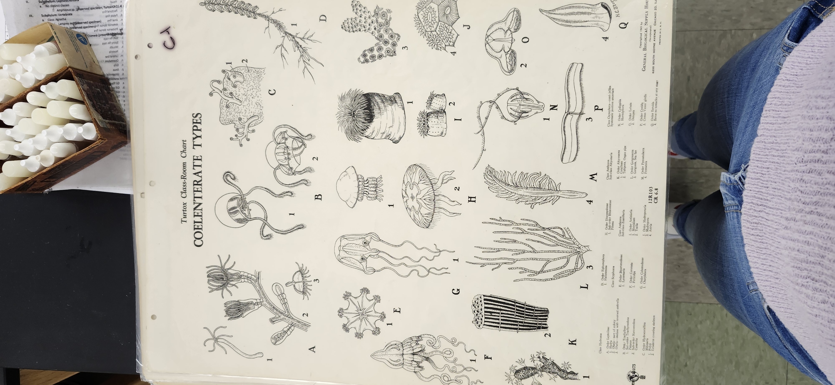 <p>Identify the Gorgonian corals on Turtox Chart CR 6.8</p>