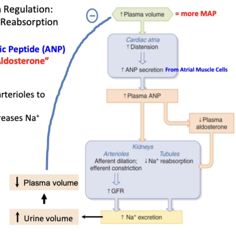 <p>Secreted when increases plasma volume and MAP causes distension of atria</p><p>The anti-aldosterone, alters arterioles to increase GFR and increase Na+ excretion</p>