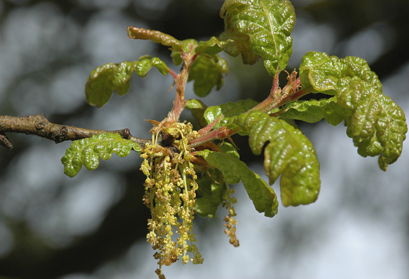 <p>Often, gnarled, twisted limbs. Bark light grey with thick furrows. Deeply round-lobed leaves. </p>