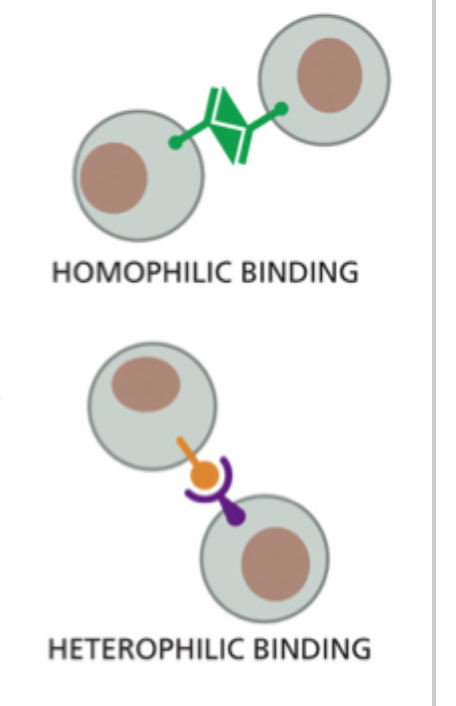 <p>At et adhæsionsmolekyle binder til <strong>et andet molekyle</strong> på nabocellen.</p>