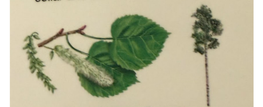 term image