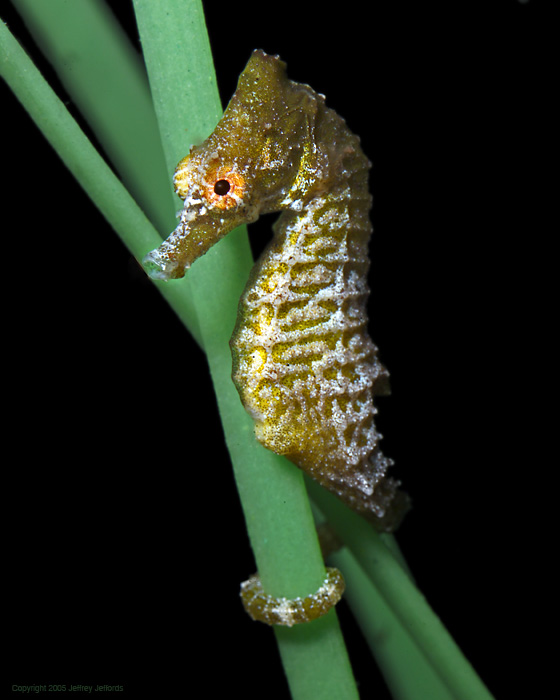<p>smaller, no spines</p>