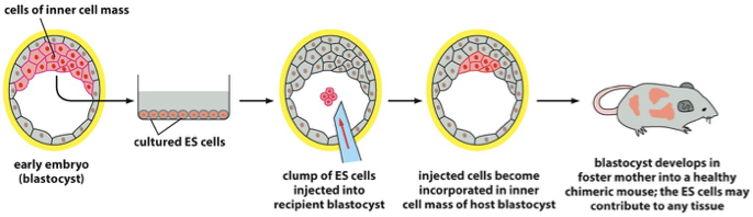 <p>inner cell mass</p><ul><li><p>immortal when grown in correct environment</p></li></ul><p></p><p>cells of ICM are genetically altered → injection of ES cells into recipient blastocyst → cells become incorporated in inner cell mass of host blastocyst → blastocyst develops in foster mother into a healthy chimeric mouse; ES cells may contribute to any tissue</p>