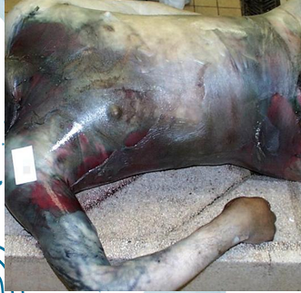 <p>Questions</p><ol><li><p>What postmortem change is described by these advanced signs?</p></li><li><p>What are the specific features observed in this stage?</p></li></ol><div data-type="horizontalRule"><hr></div><p></p><p></p>