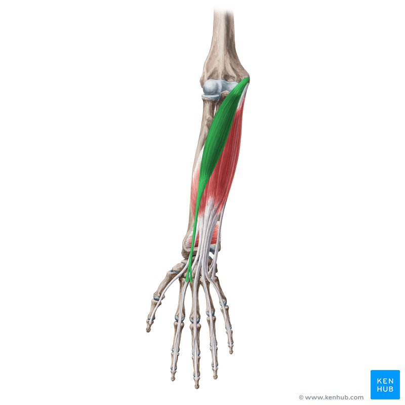 <p>what muscle is this</p>