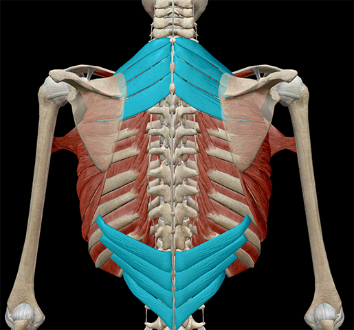 <p>Serratus posterior superior </p>