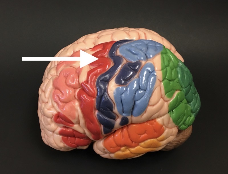 <p>What is the specific structure the arrow is pointing to?</p>