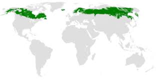 <p>Taiga/Boreal forest</p>