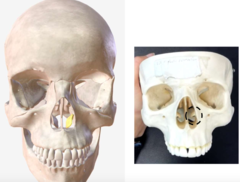 knowt flashcard image