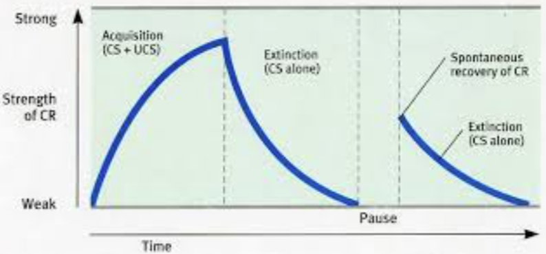 <p>Spontaneous recovery (in classical conditioning)</p>