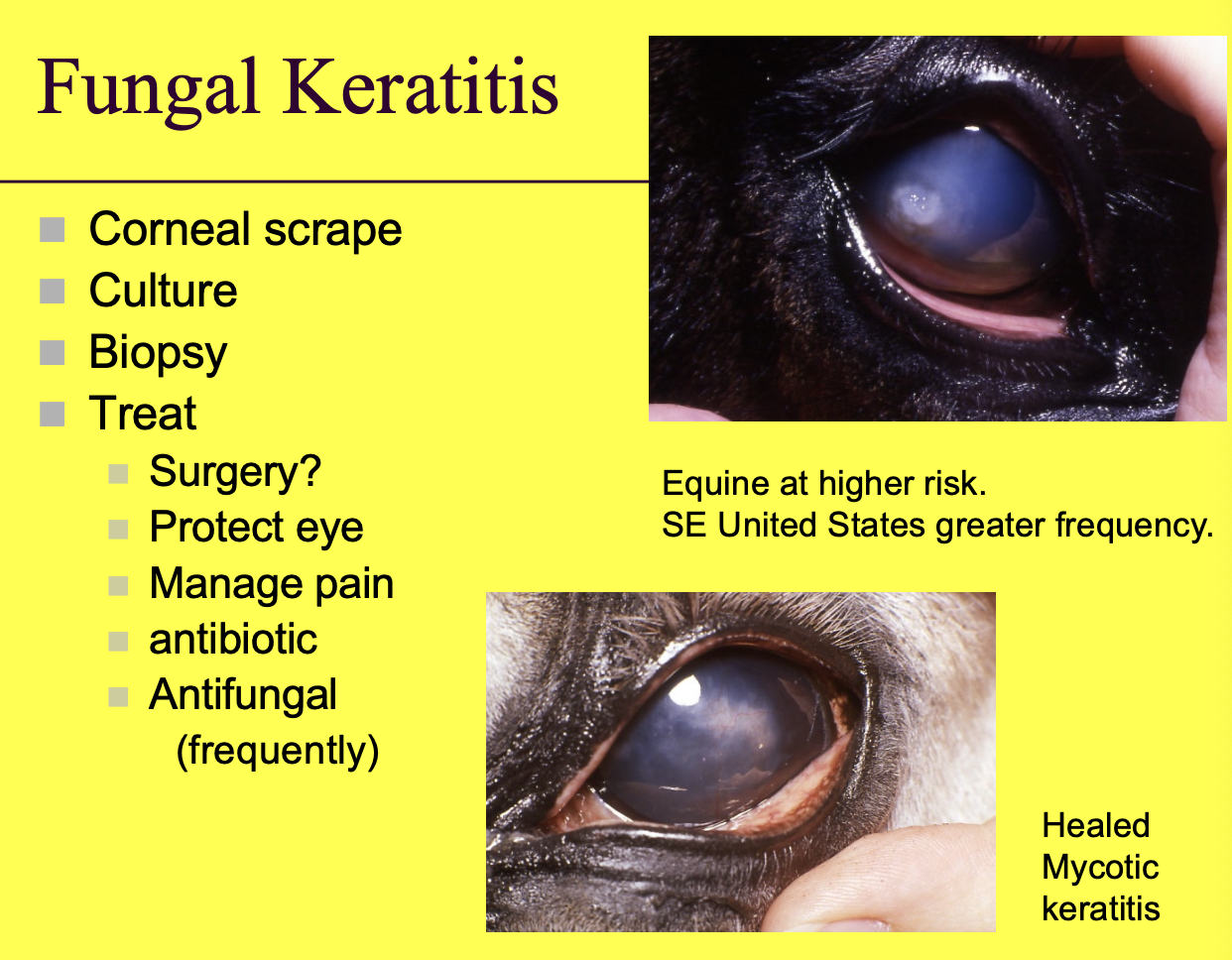 <p>Corneal scrape.</p><p>Culture.</p><p>Biopsy.</p>