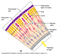 <p>Bipolar cells compose an intermediate layer of connecting neurons in the retina.</p>