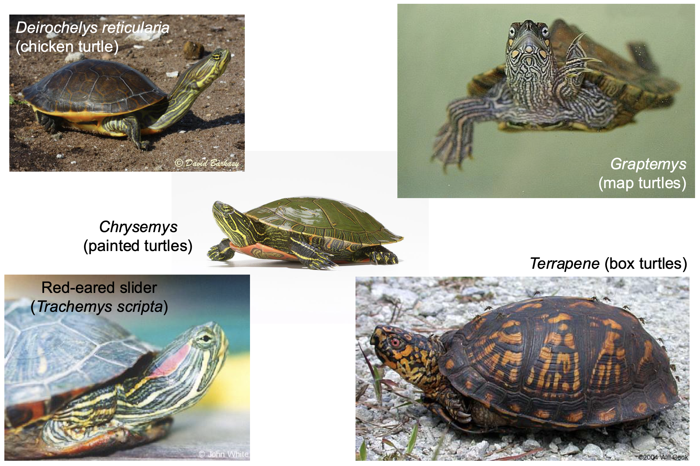 <p>12 gen, 57 sp </p><p>aquatic to terrestrial </p><p>carnivorous to herbivorous </p><p>majority are aquatic </p><p>2 fully terrestrial species </p>