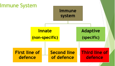 <p><span style="font-family: Aptos, sans-serif;">Initial response to pathogens. Rapid and non-specific. Occurs in the same way every time pathogen enters the body. Has no immunological memory. <strong>Consists of:</strong> <strong>First line of defense</strong> (Barriers to prevent infection (physical, chemical or microbiological)) and <strong>second line of defense</strong> (<strong>Immune responses </strong>if barriers are breached (cells, molecules and processes)). </span></p>