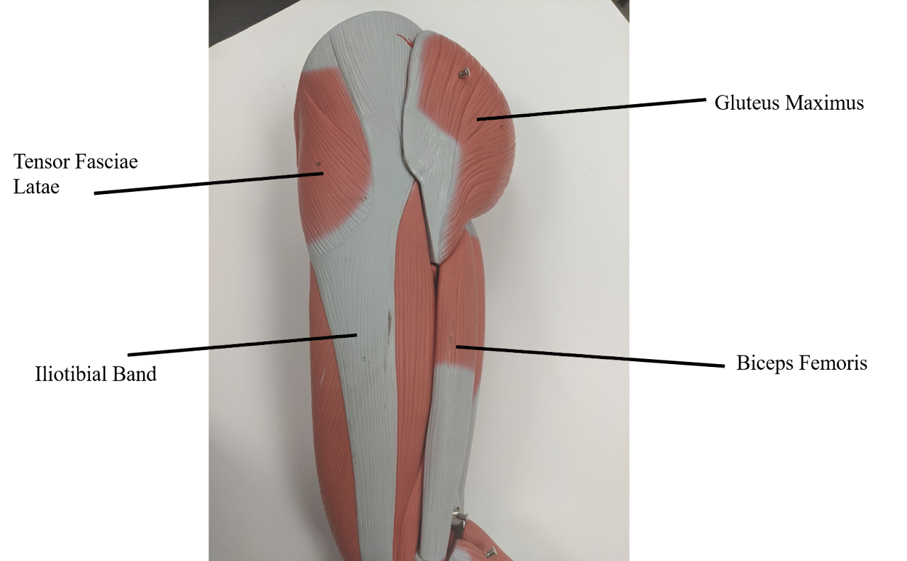 <p>long muscle across outer thigh</p>
