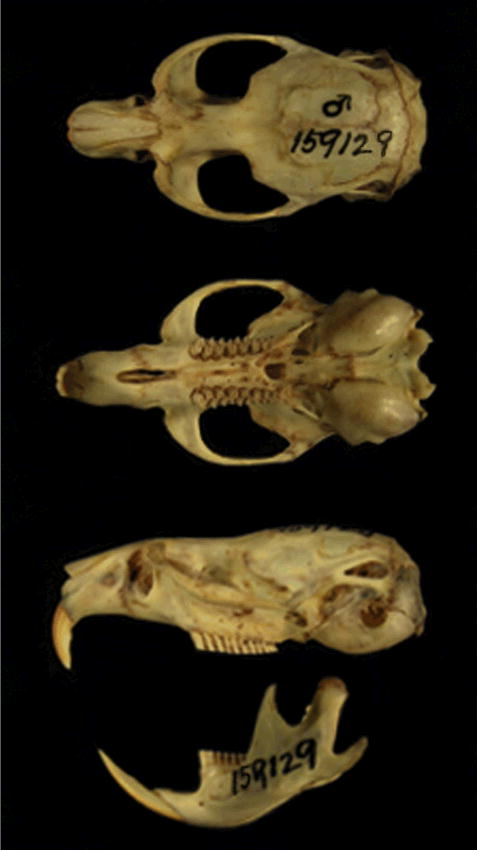 <p>Family Cricetidae Genus Microtus (california and long tailed voles)</p>