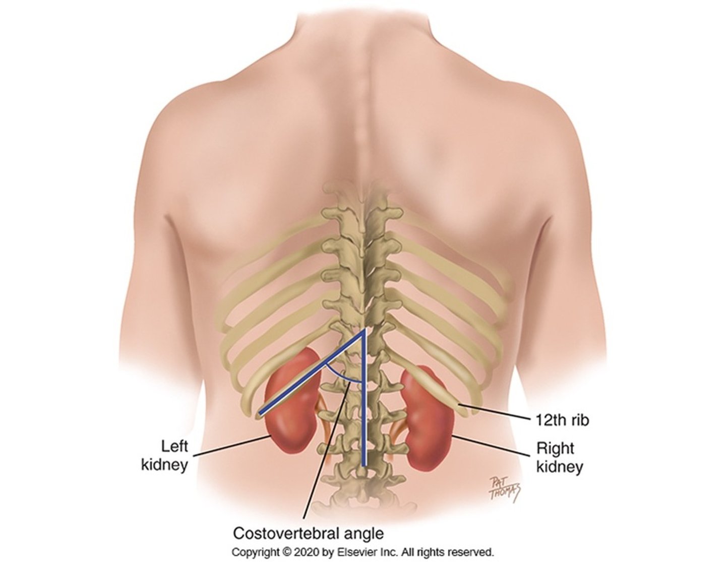<p>right - about 2.5 cm lower (due to liver), partially covered by 12th rib, superior pole at 11th rib</p><p>left - mostly covered by 11th and 12th ribs, can project into 10th intercostal space</p><p>both surrounded by renal fascia and perirenal fat - protection from injury</p>