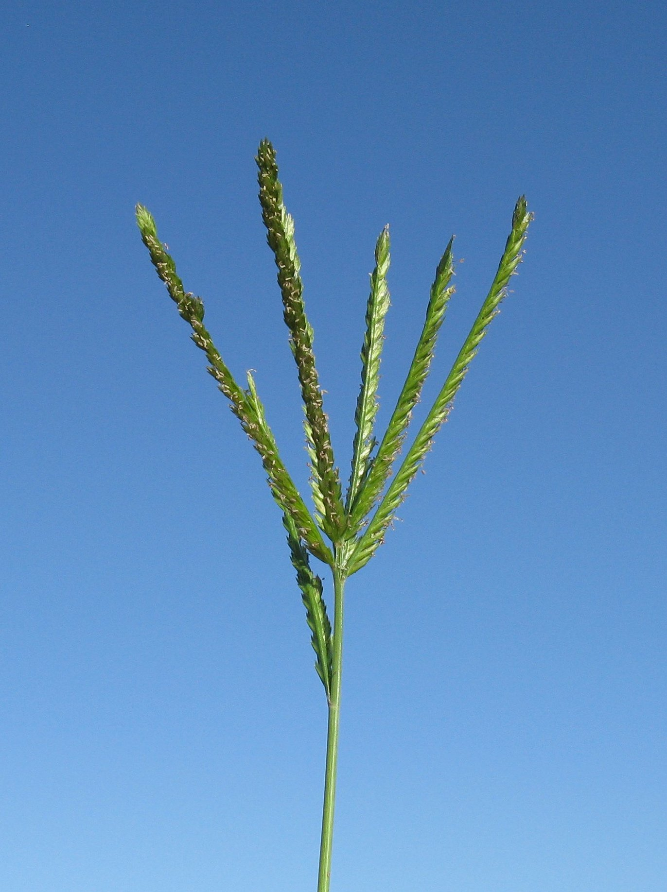 <p>Warm - Tough, flattened annual with seed spikes radiating like a goose’s foot. Especially common in compacted lawns, paths, gateways, and heavily trampled soil.</p>