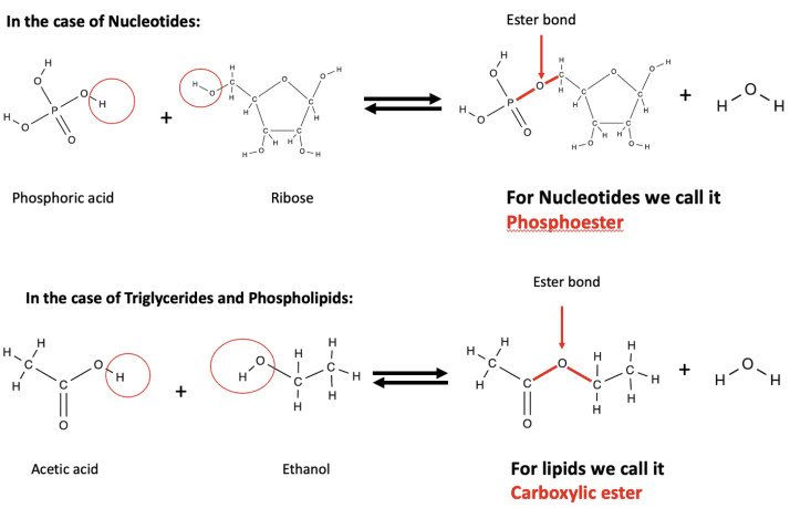 <ul><li><p>for nucleotides = phosphoester</p><ul><li><p>formed b/w a phosphate group with a ribose</p></li></ul></li><li><p>for lipids = carboxylic ester</p><ul><li><p>formed b/w a glycerol’s hydroxyl group (-OH) with a fatty acid’s carboxyl group (double bonded O)</p></li></ul></li></ul><p></p>