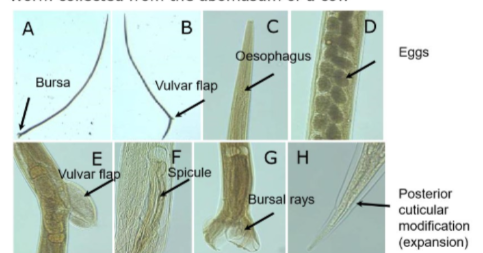 <p>Identify</p>