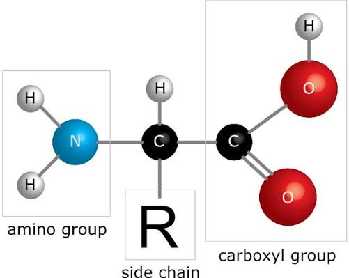 <p>Amine</p>
