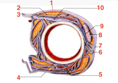 <p>what structure is 2?</p>