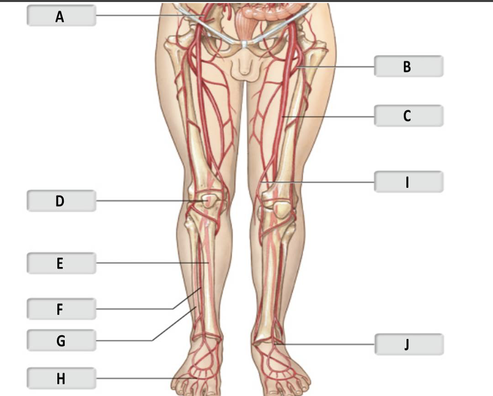 <p>anterior tibial artery </p>