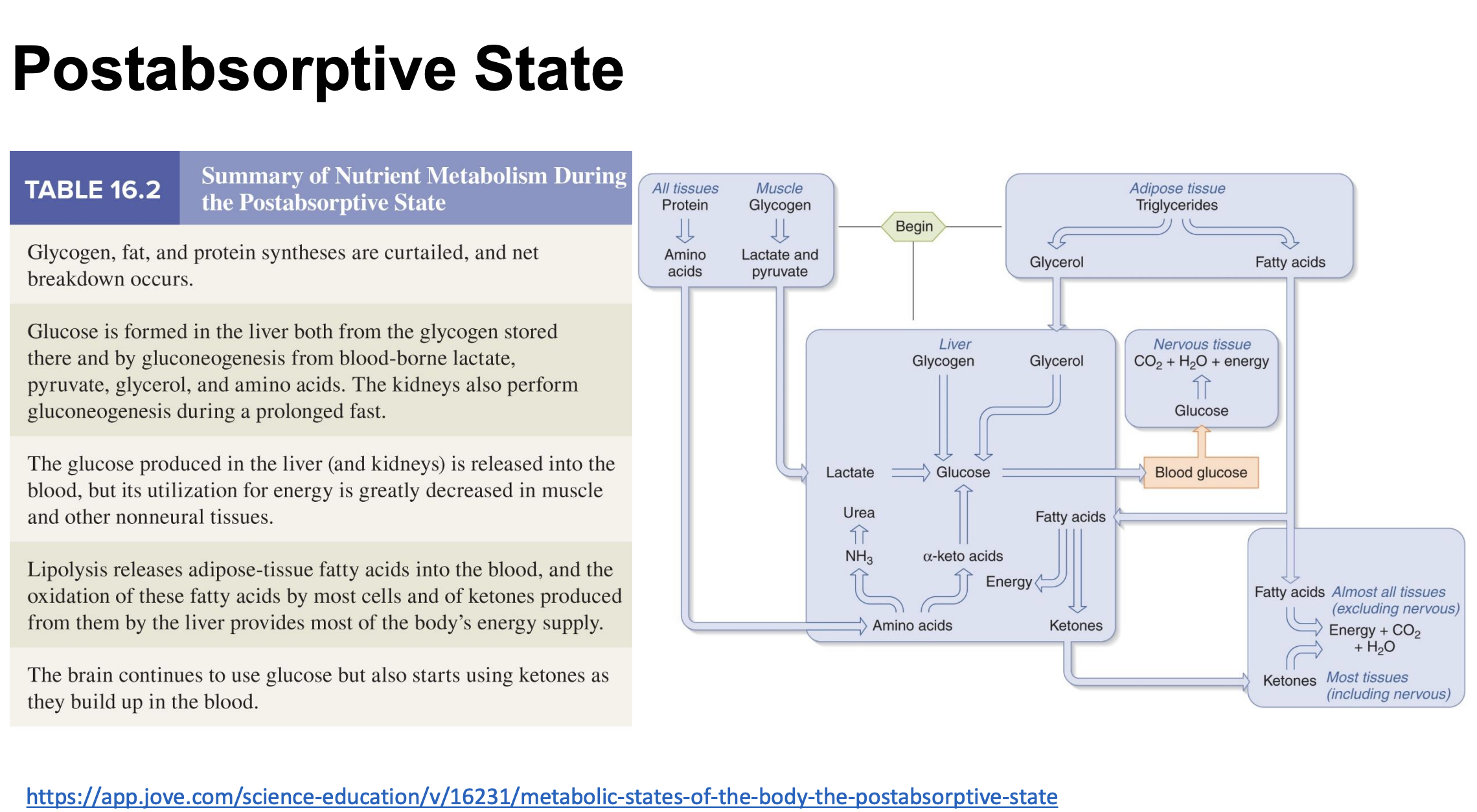 <p>*low insulin levels</p><p><u>Glucose:</u></p><p>-produce from glycogen breakdown OR gluconeogensis</p><p><u>Amino acids:</u></p><p>-use to make glucose</p><p>-protein catabolism</p><p><u>Fats:</u></p><p>-released into blood from adipose stores</p><p>*tap into stored energy; gluconeogensis AA → glucose; nervous tissue needs steady glucose</p>