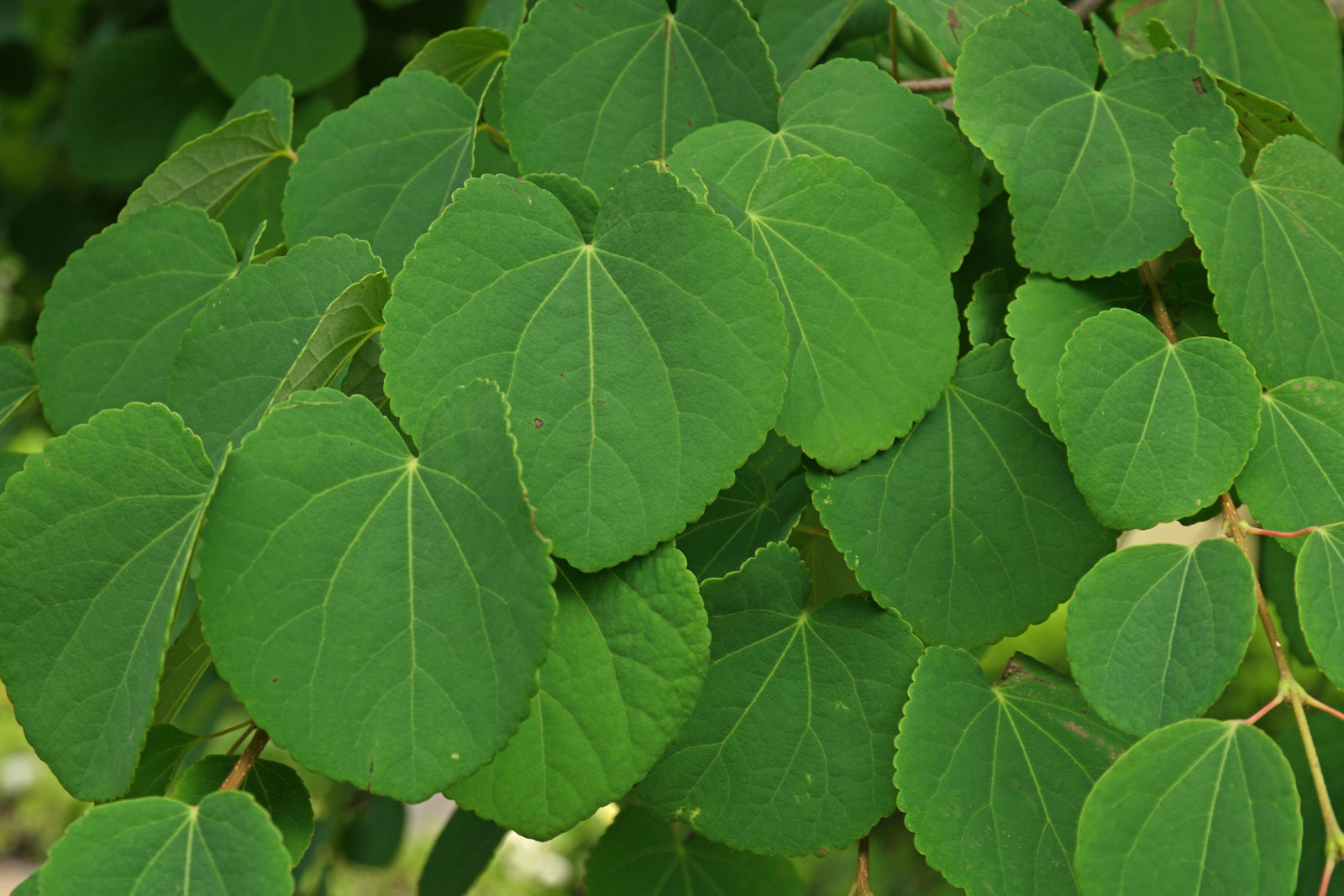 <p>Multi-trunked. Simple, cordate (heart-shaped) to rounded-oval leaves. </p>